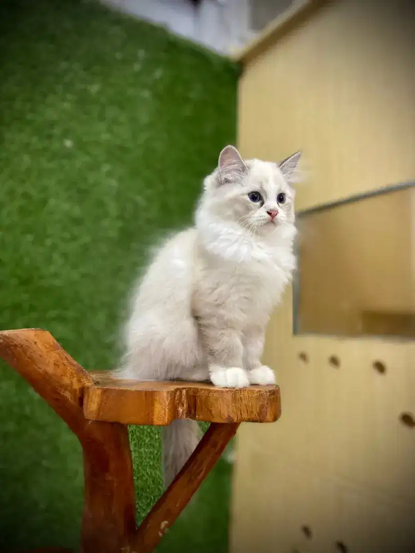 Kucing Ragdoll simetris