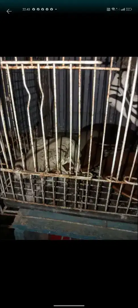 sugar glider head albino