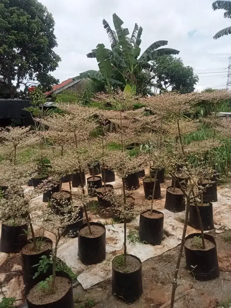 Jual pohon Ketapang kencana varigata ukuran mulai 1-4m