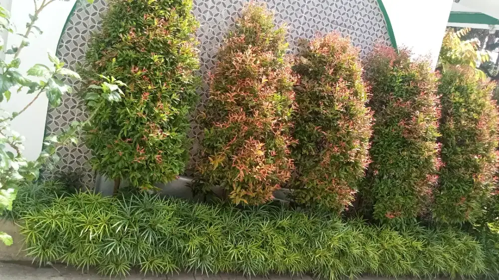 Jual pohon pucuk merah berbagai ukuran