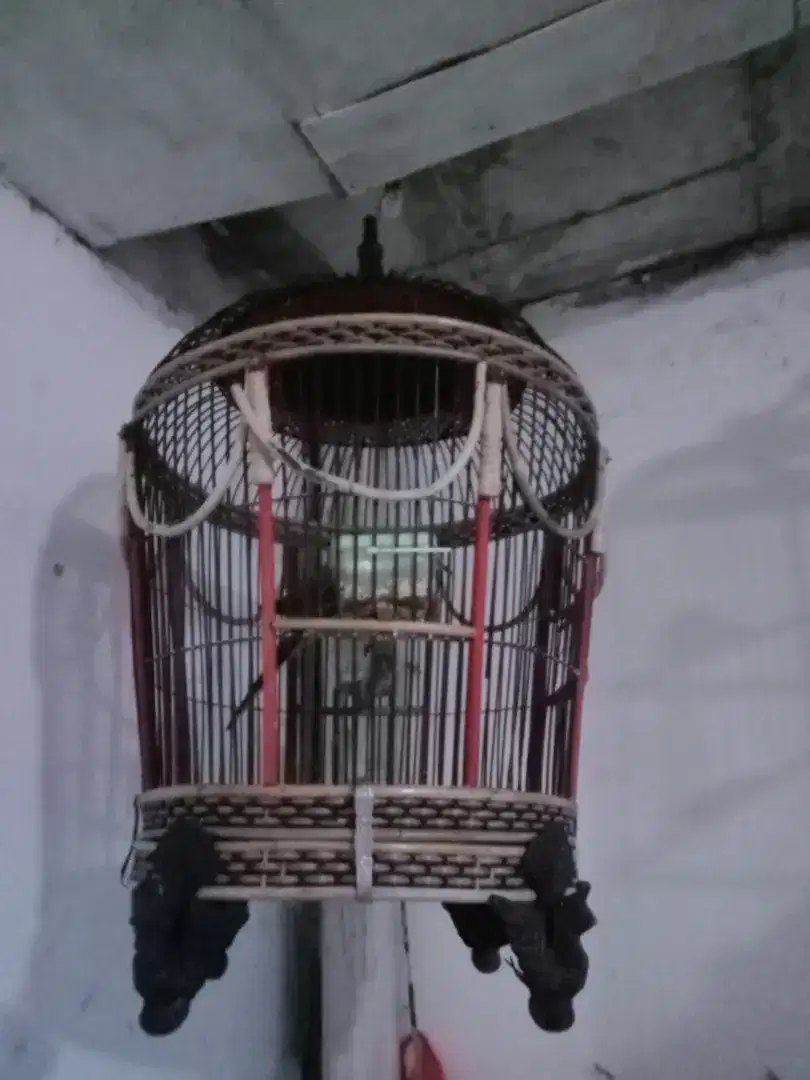 Burung tekukur  + kandangnya bagus