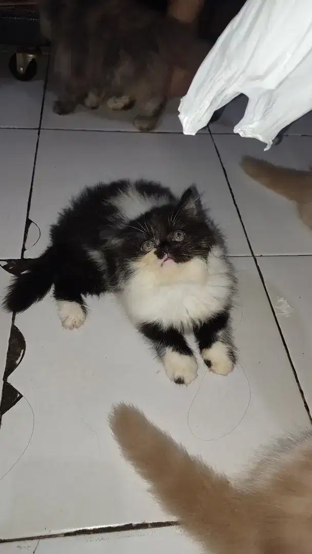 Ready to Adop Kucing Persia Flatnose Kitten