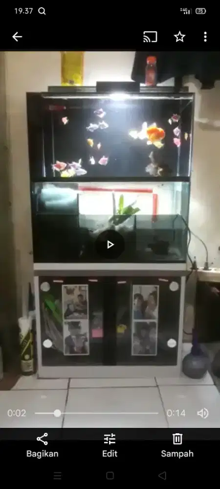 #ikanhias#aquarium#asecorisaqaurium