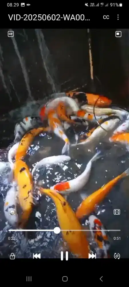 Paket ikan koi 25ekor ukuran indukan