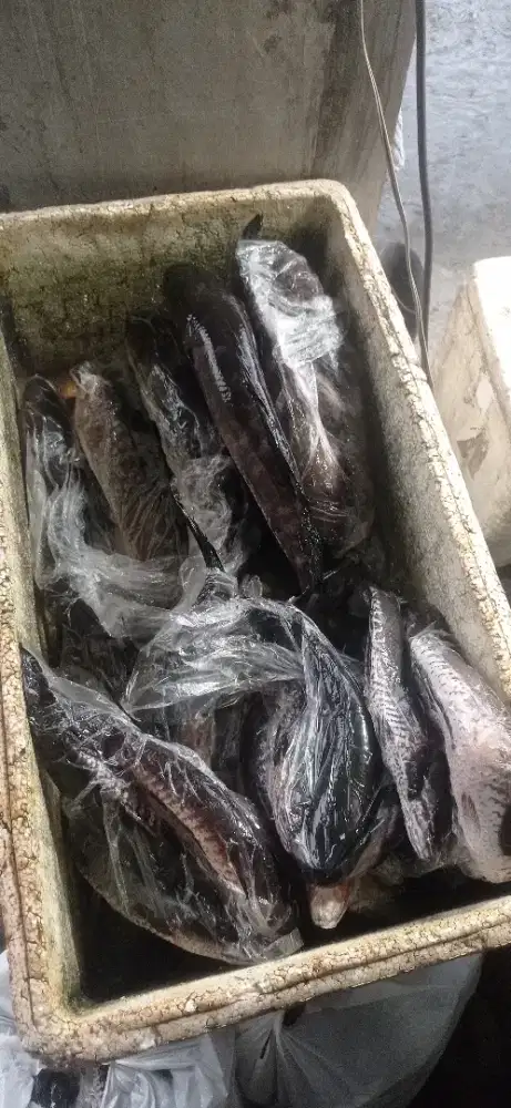 Ikan Gabus /Kutuk 1 kg