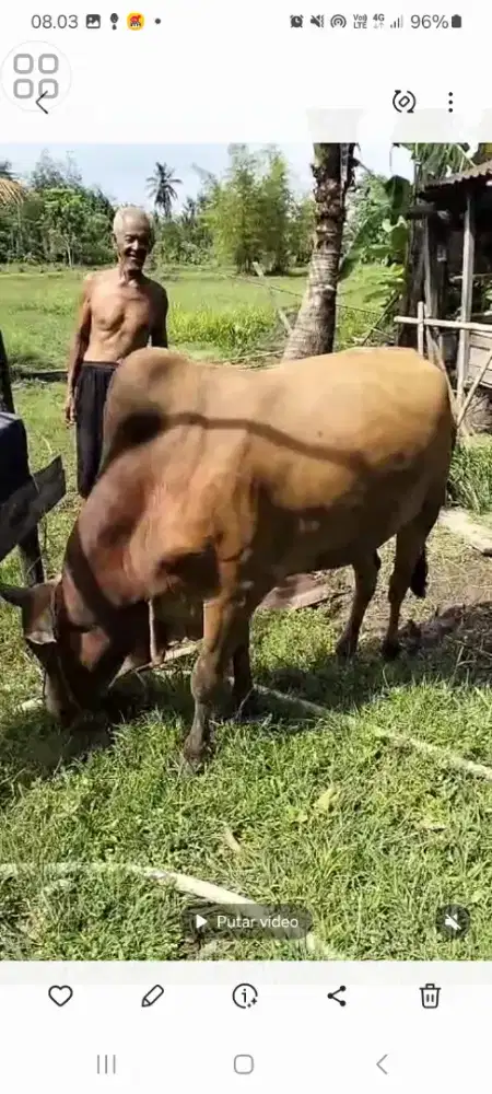 Sapi kurban sehat