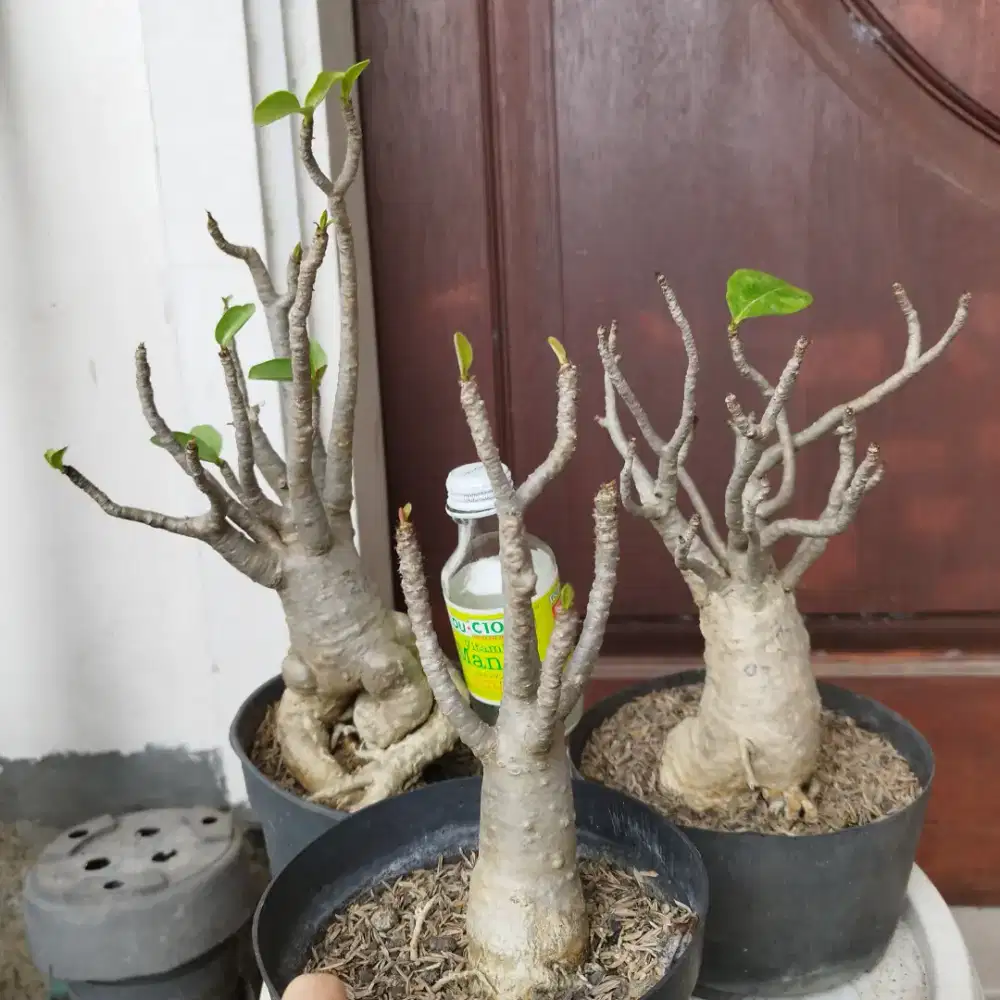 Adenium Borongan 3pohon