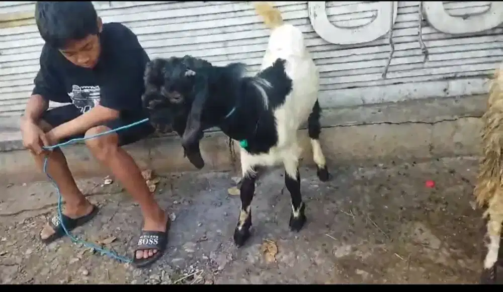Kambing PE Harga Terjangkau