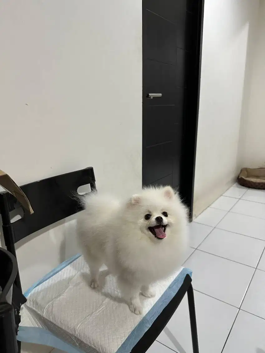 Open Stud (Pacak) Pomeranian White