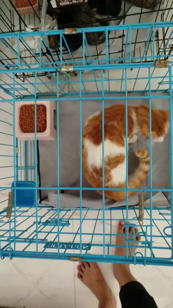 Di butuhkan ART (Mengurus kucing)