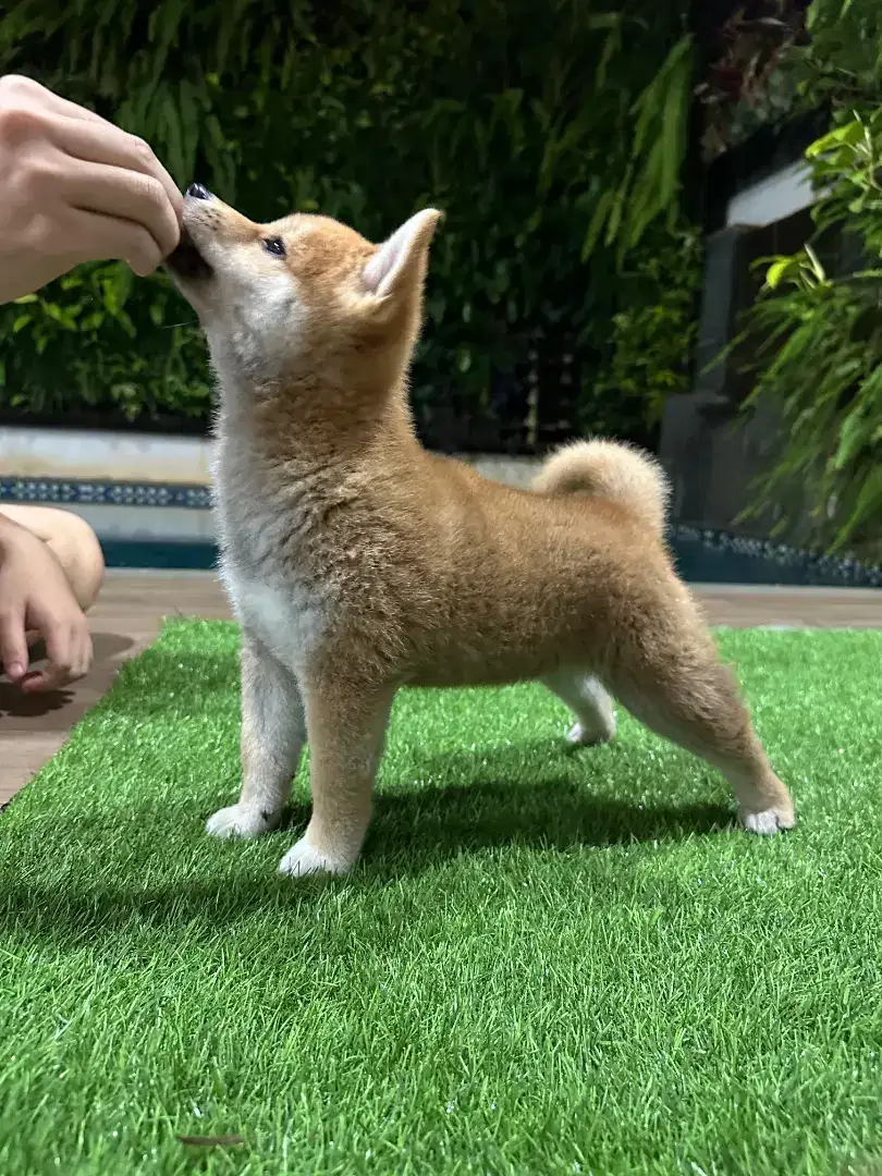Anakkan umur 3 bulan dan calon induk 1thn anjing peliharaan Shiba inu