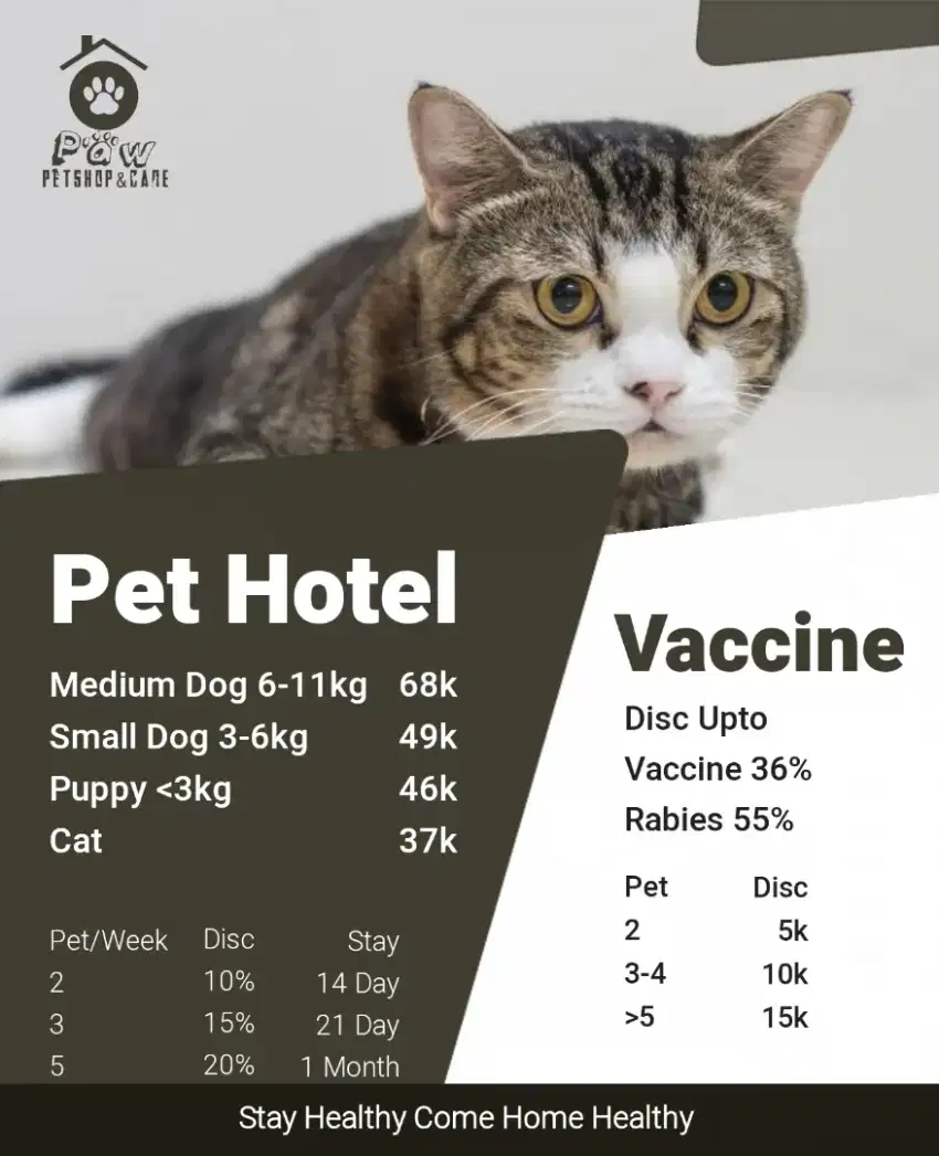 Vaksin kucing murah