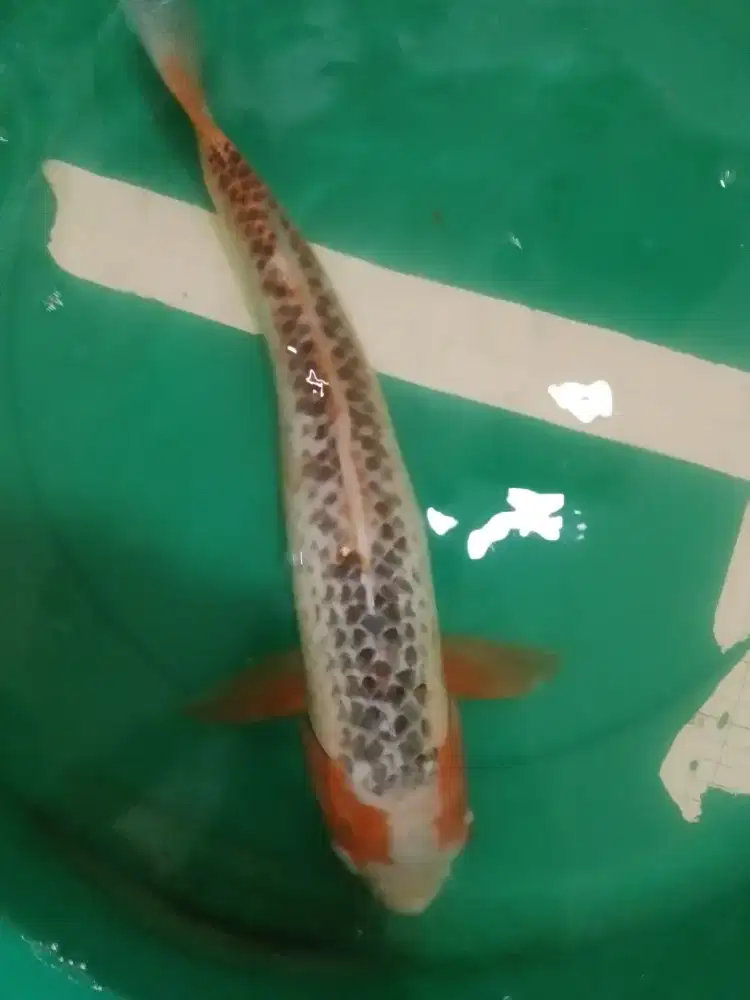 Ikan koi jenis ASAGI 45cm male