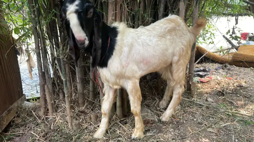 Kambing PE Harga terjangkau
