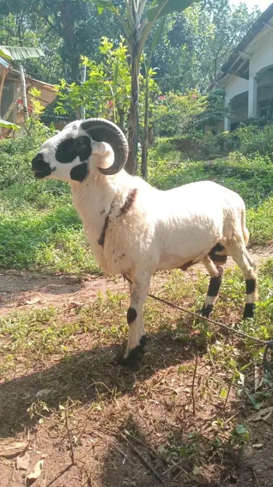 Domba super padasuka