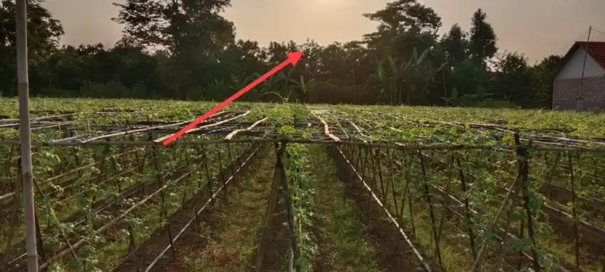 DI JUAL CEPAT SAWAH MASIH PRODUKTIF