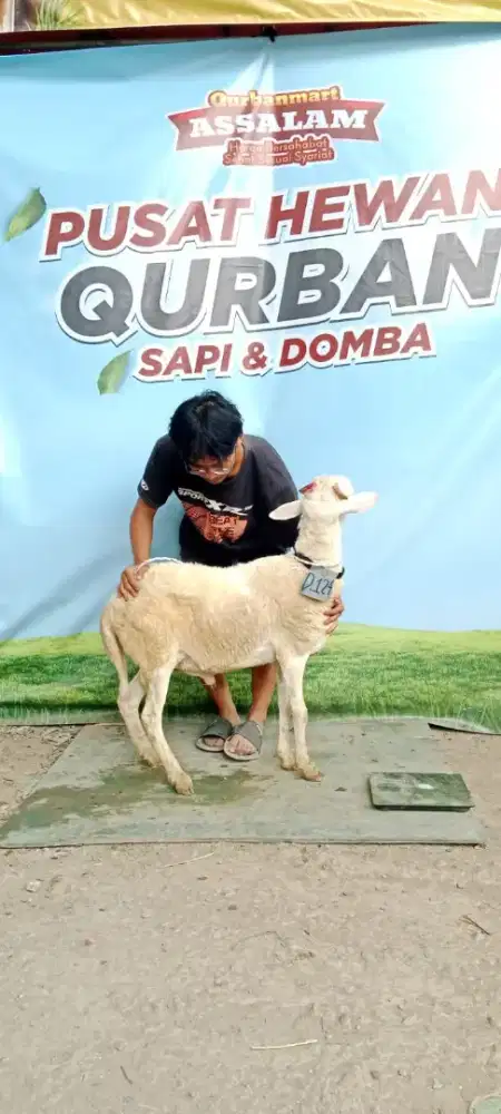 DP hewan kurban domba murah buat qurban