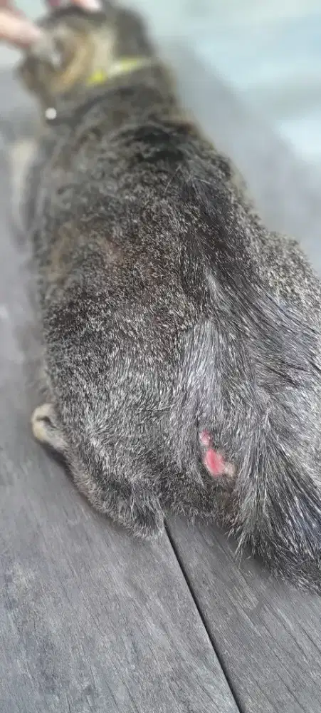 Vaksin kucing surabaya timur