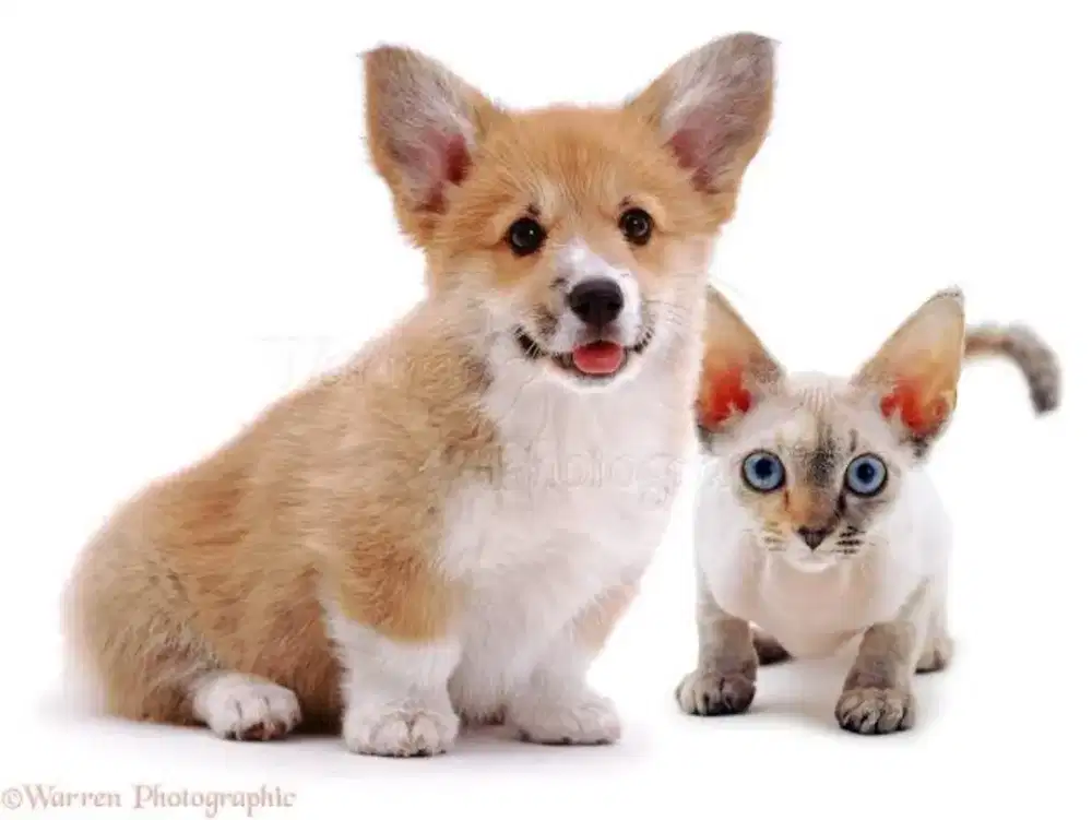 Corgi dan friend