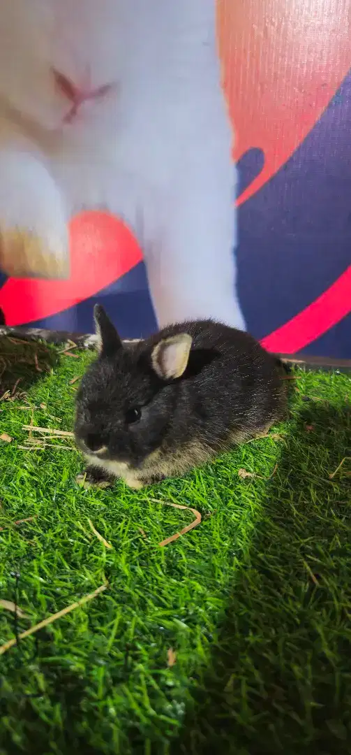 Kelinci netherlan dwarf
