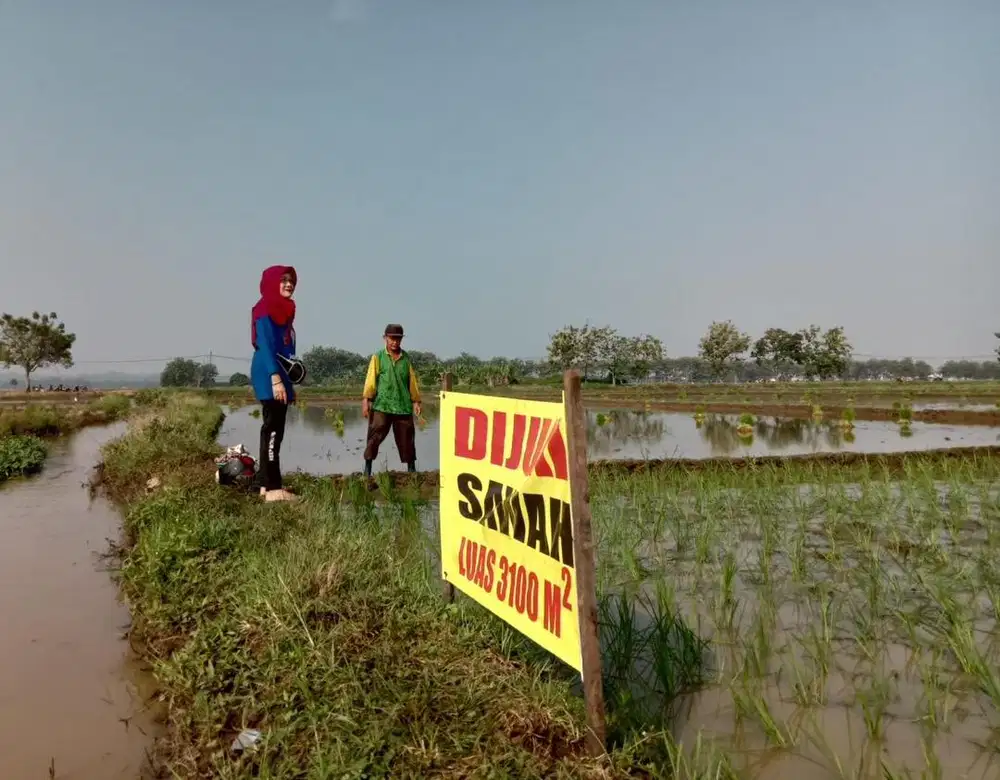 Dijual Sawah 3.100 m² kab. Batang Jateng
