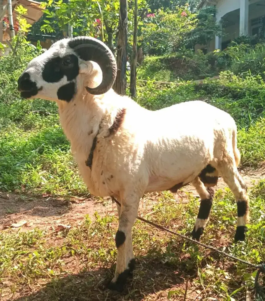 Domba qurban padasuka atas