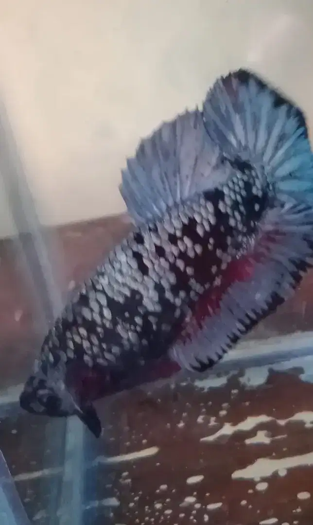 Ikan cupang Avatar progress