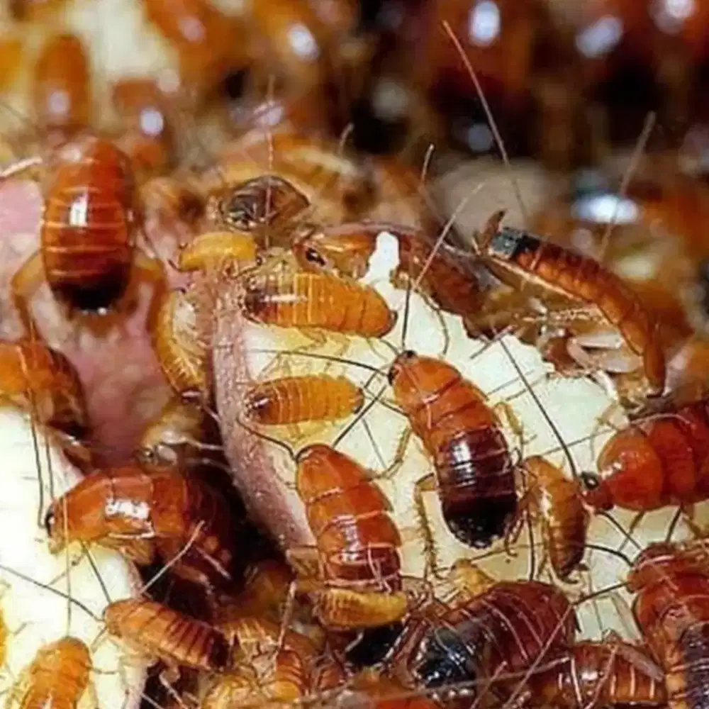 Kecoa Turkish pakan reptil ikan