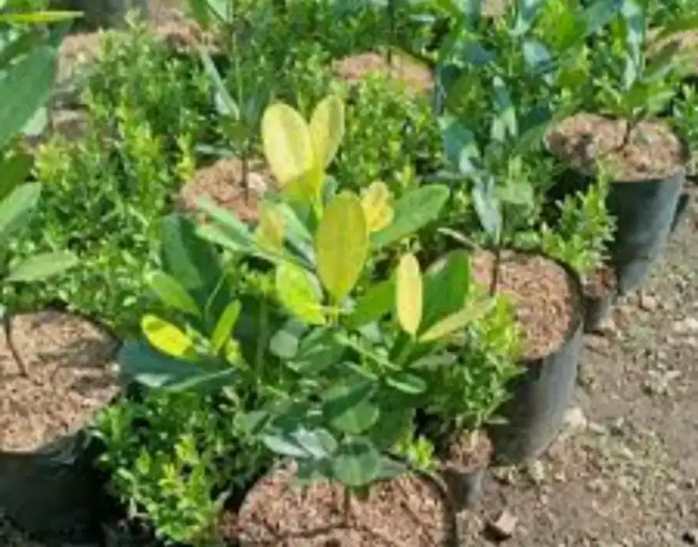 Tanaman gardenia/nangka taiwan