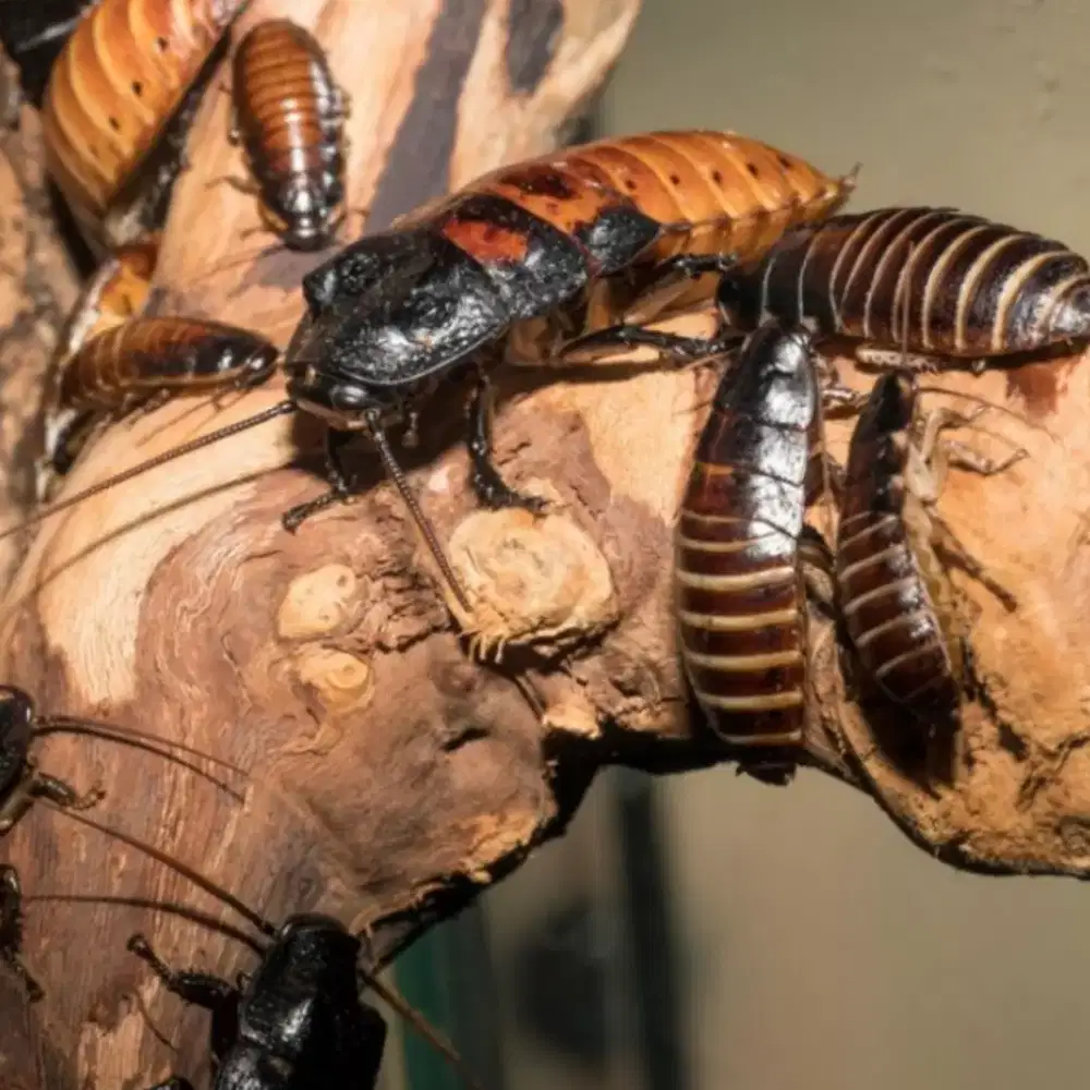 Kecoa Madagaskar Pakan reptil ikan predator