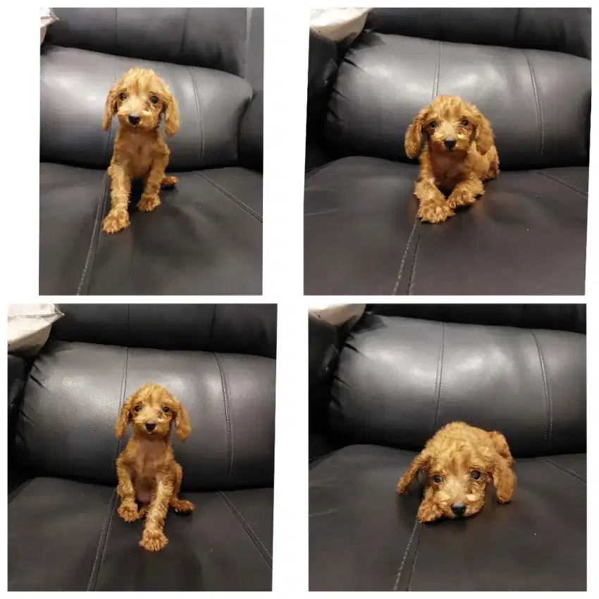 puppy tiny poodle betina non stb non vksn !!! no php