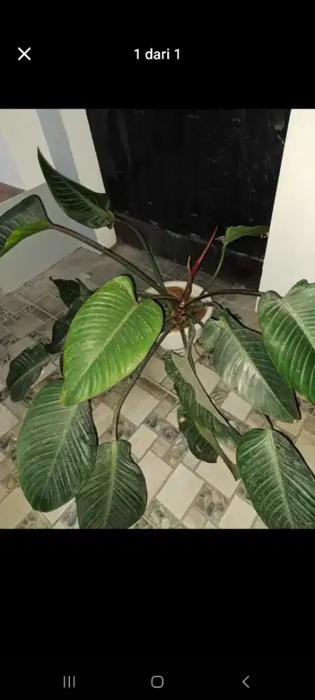 Tanaman hias philo Chongo Rojo Jumbo