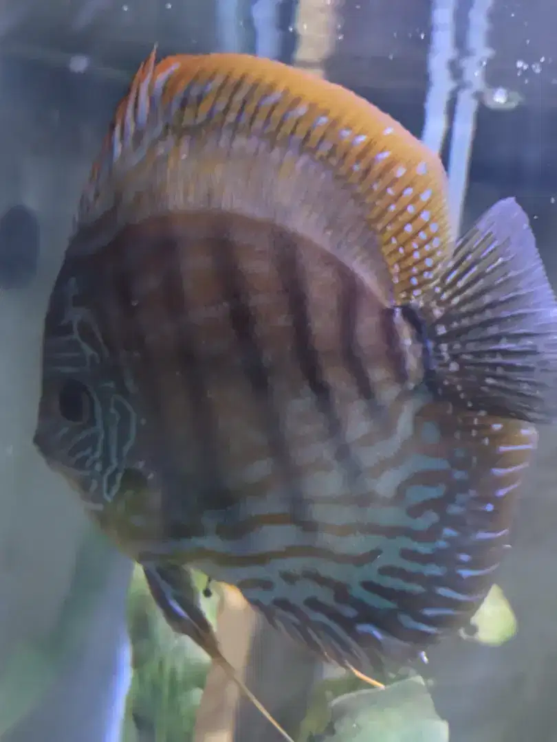 Discus Blue Turquoise