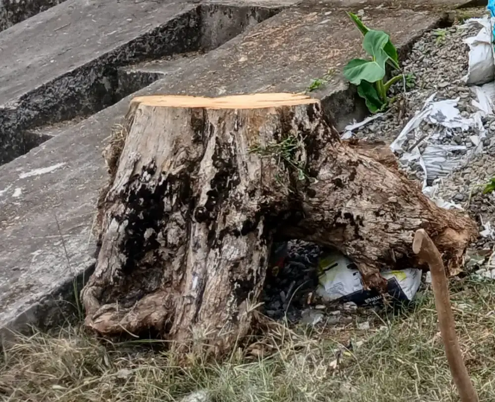 Kayu Jati diameter 40cm