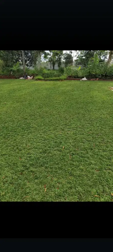 jual rumput gajah mini