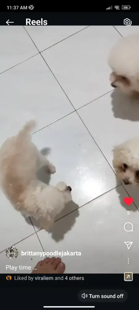 Poodle betina stambum perkin 1 tahun