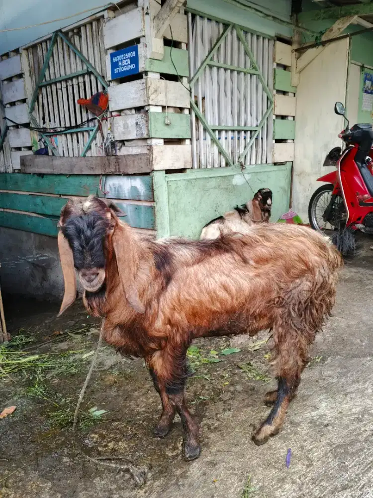 Kambing Qurban Murah Sehat & Sesuai Syariat