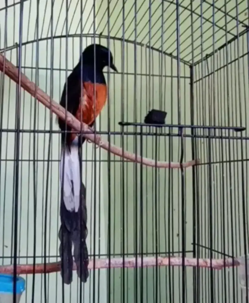 Murai batu medan gacor