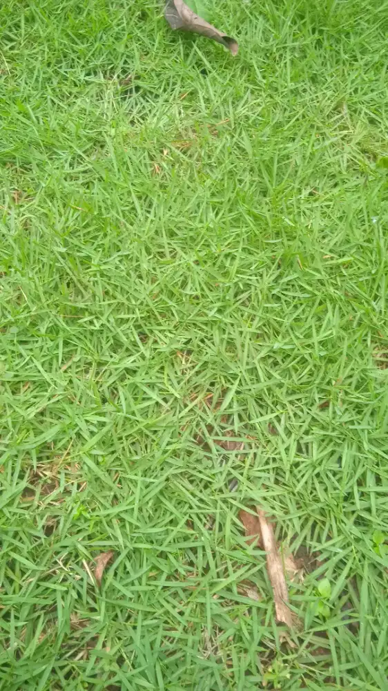 Rumput swis berkwalitas