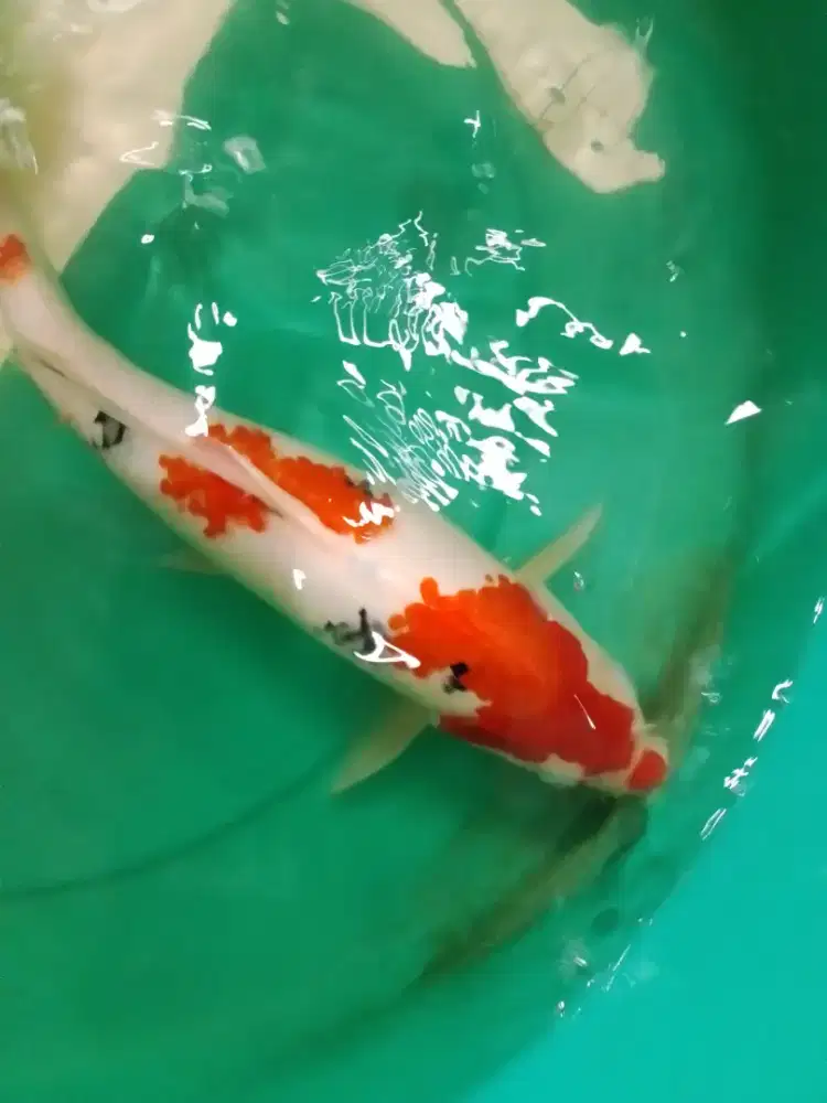 Ikan koi Sanke 39cm bagus hq