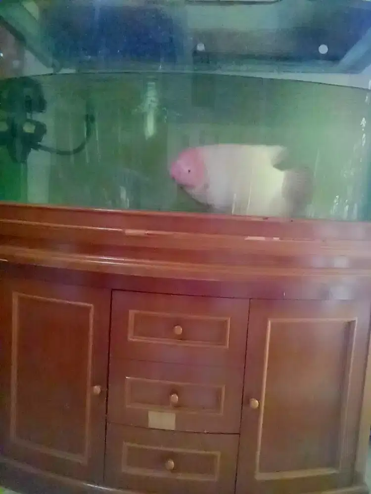 Ikan gurame Padang besar mulus dan akuarium