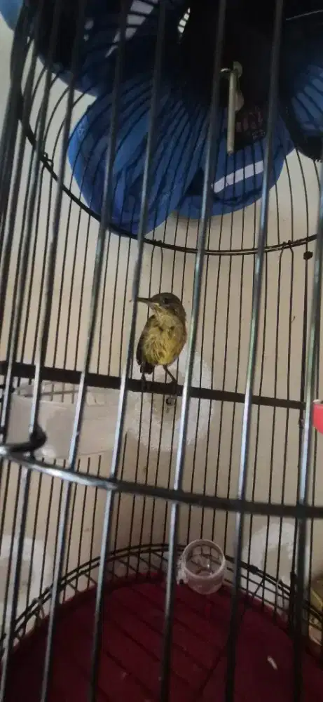 KONIN TROTOL PROSES MUTASI JANTAN