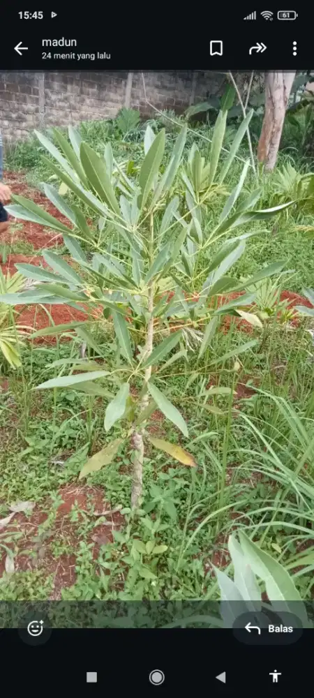 Tanaman tabibuya kembang kuning