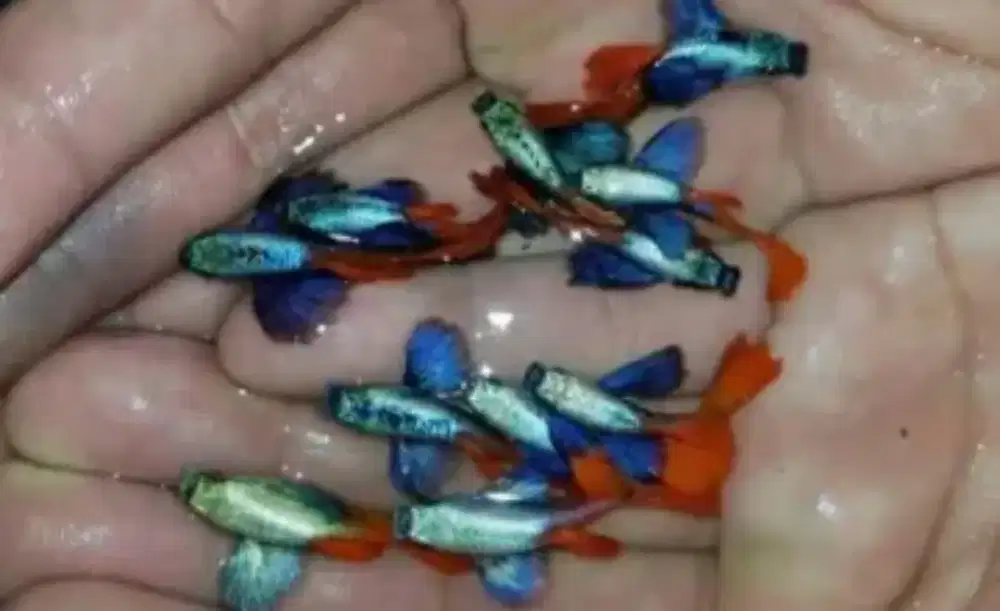 Guppy warna warni
