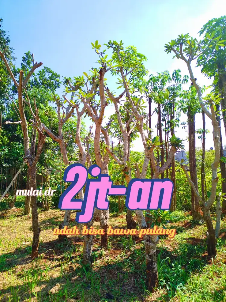 Jual pohon Kamboja semi posil