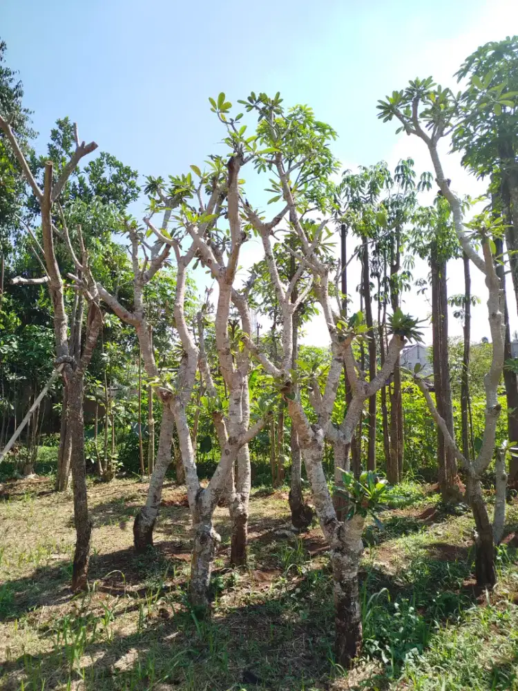 Jual pohon Kamboja semi posil