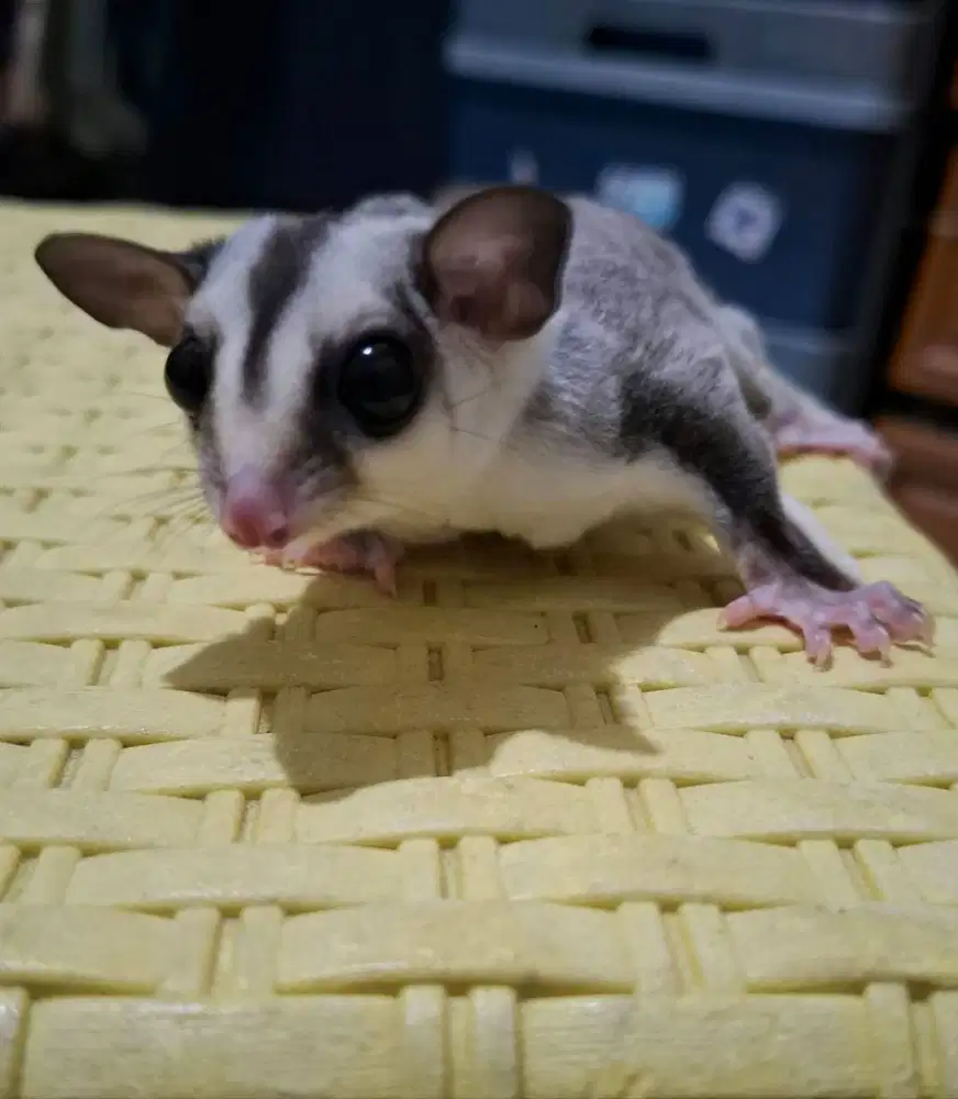 Sugar Glider White Face