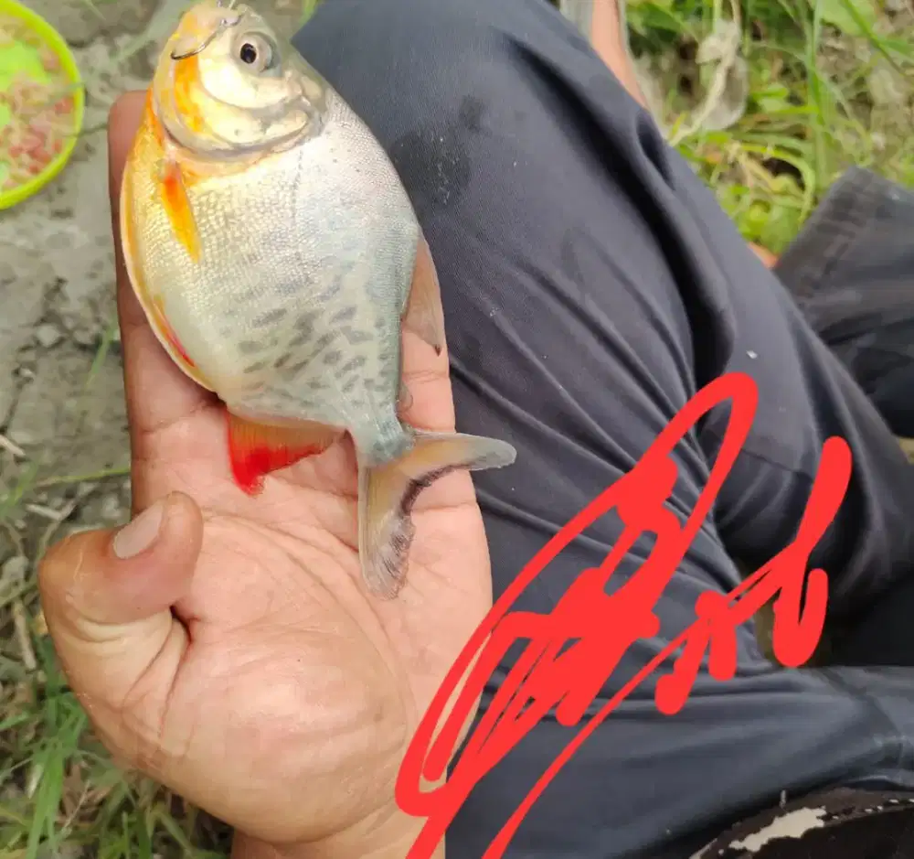 bibit ikan bawal Premier Bibit Sidoarjo