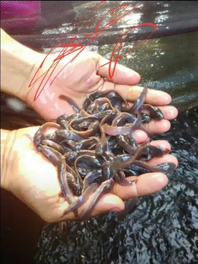 bibit ikan lele Premier Bibit Sidoarjo