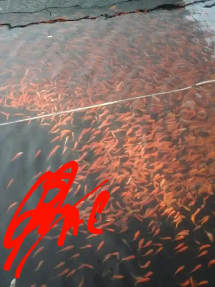 bibit ikan tombro Premier Bibit Sidoarjo